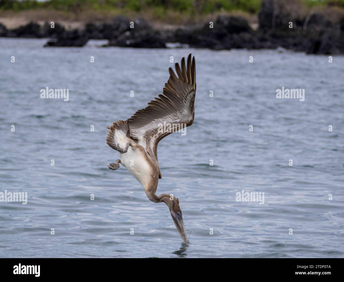 Juveniler brauner Pelikan (Pelecanus occidentalis), Tauchtauchen in Urbina Bay, Galapagos Inseln, UNESCO-Weltkulturerbe, Ecuador, Südamerika Stockfoto