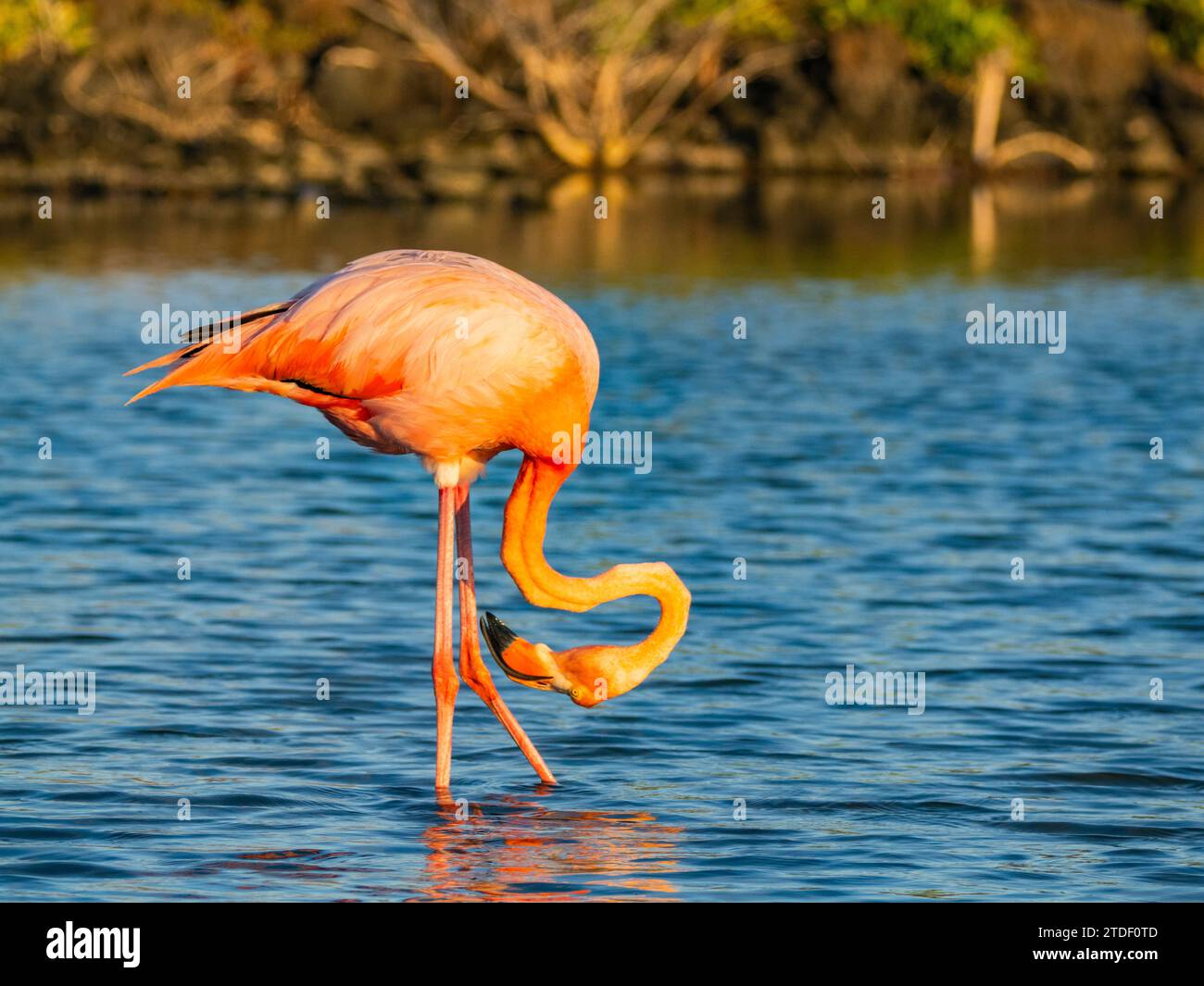 Erwachsene amerikanische Flamingos (Phoenicopterus ruber) füttern Artesmia-Garnelen, Insel Rabida, Galapagos-Inseln, UNESCO-Weltkulturerbe, Ecuador Stockfoto