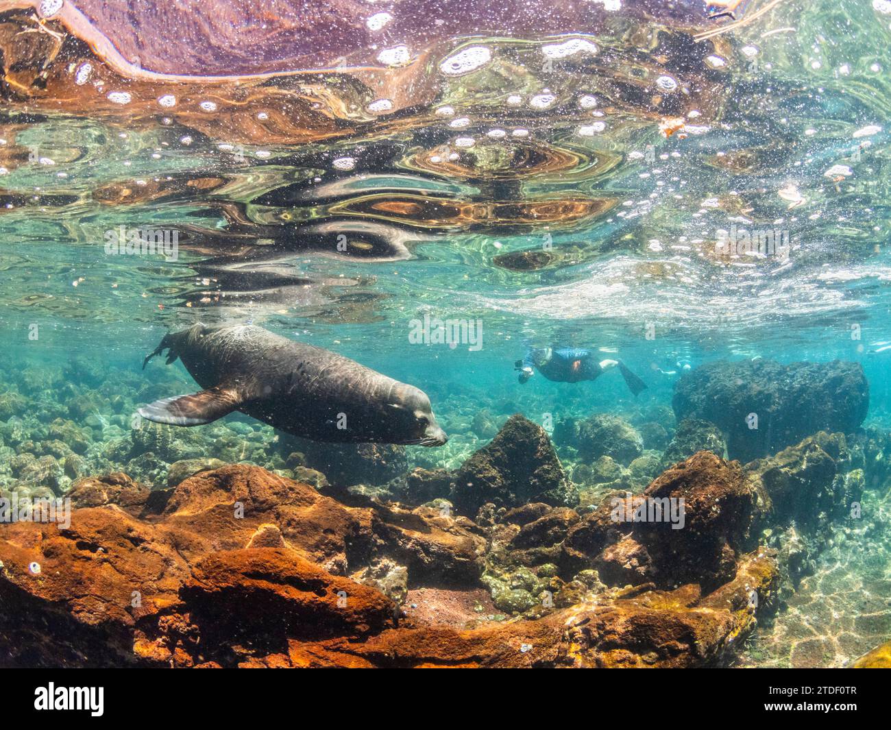 Erwachsener männlicher Galapagos-Seelöwe (Zalophus wollebaeki), Unterwasser auf Santiago Island, Galapagos Inseln, UNESCO-Weltkulturerbe, Ecuador Stockfoto