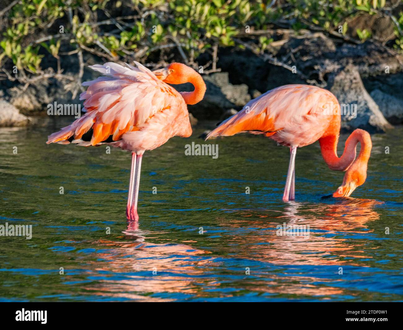 Ein Paar amerikanischer Flamingo (Phoenicopterus ruber), der Artesmia-Garnelen ernährt, Insel Rabida, Galapagos-Inseln, UNESCO-Weltkulturerbe, Ecuador Stockfoto