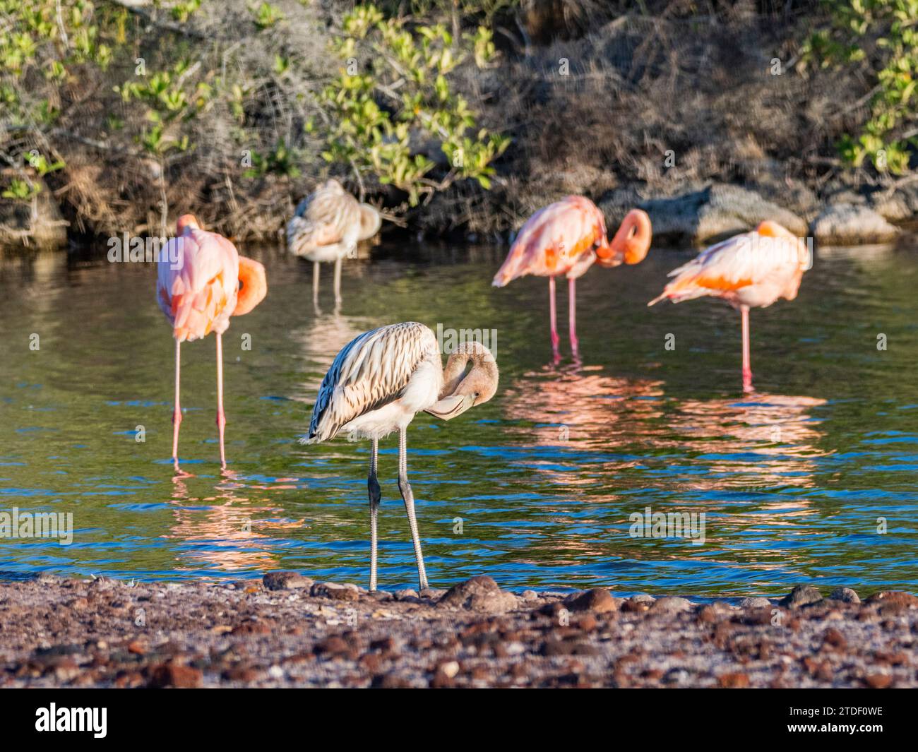 Eine Schar amerikanischer Flamingos (Phoenicopterus ruber), die Artesmia-Garnelen fressen, Rabida Island, Galapagos-Inseln, UNESCO-Weltkulturerbe, Ecuador Stockfoto