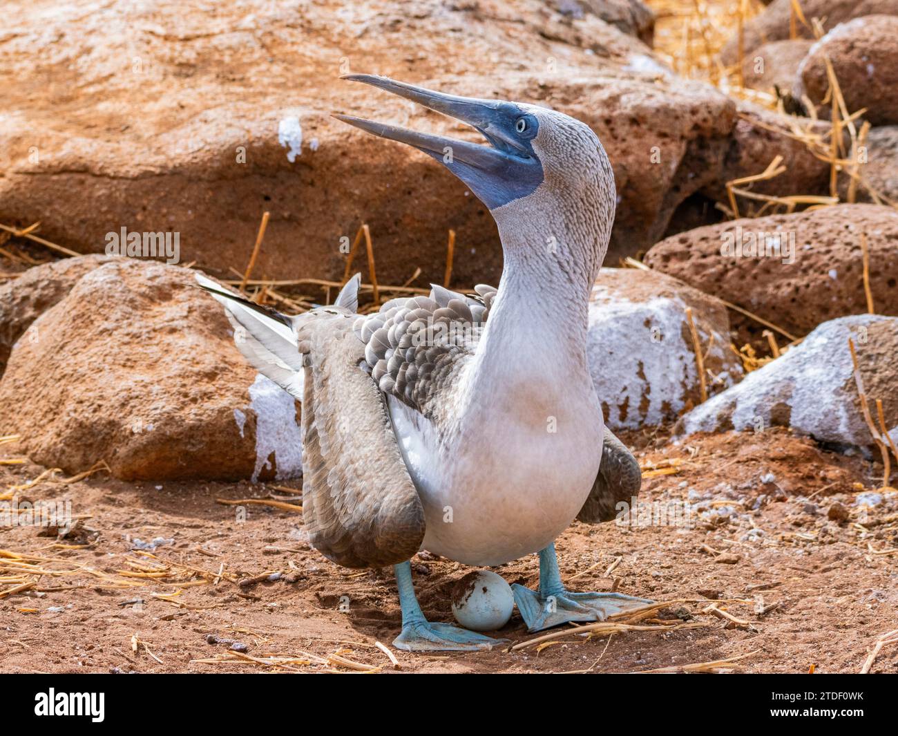 Erwachsener Blaufüßler (Sula nebouxii) auf Ei auf der Nordseymour-Insel, Galapagos-Inseln, UNESCO-Weltkulturerbe, Ecuador, Südamerika Stockfoto