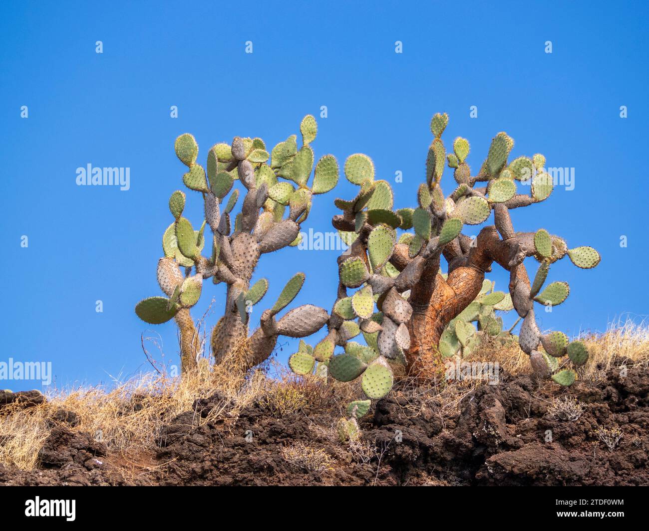 Opuntia Cactus (Opuntia galapageia), Buccaneer Cove, Santiago Island, Galapagos Islands, UNESCO-Weltkulturerbe, Ecuador, Südamerika Stockfoto