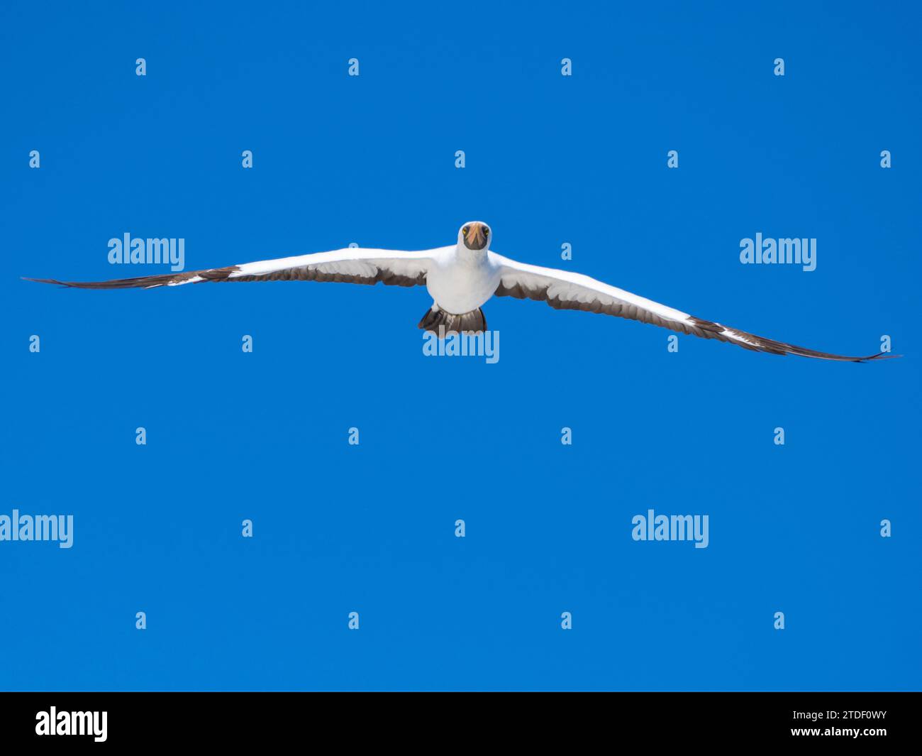 Ein erwachsener Nazca-Booby (Sula granti), im Flug in Buccaneer Cove, Santiago Island, Galapagos Inseln, UNESCO-Weltkulturerbe, Ecuador Stockfoto