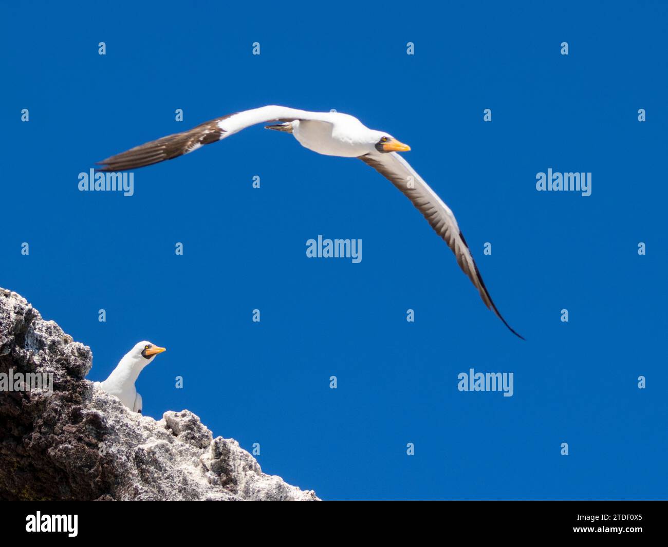 Ein erwachsener Nazca-Booby (Sula granti), im Flug in Buccaneer Cove, Santiago Island, Galapagos Inseln, UNESCO-Weltkulturerbe, Ecuador Stockfoto