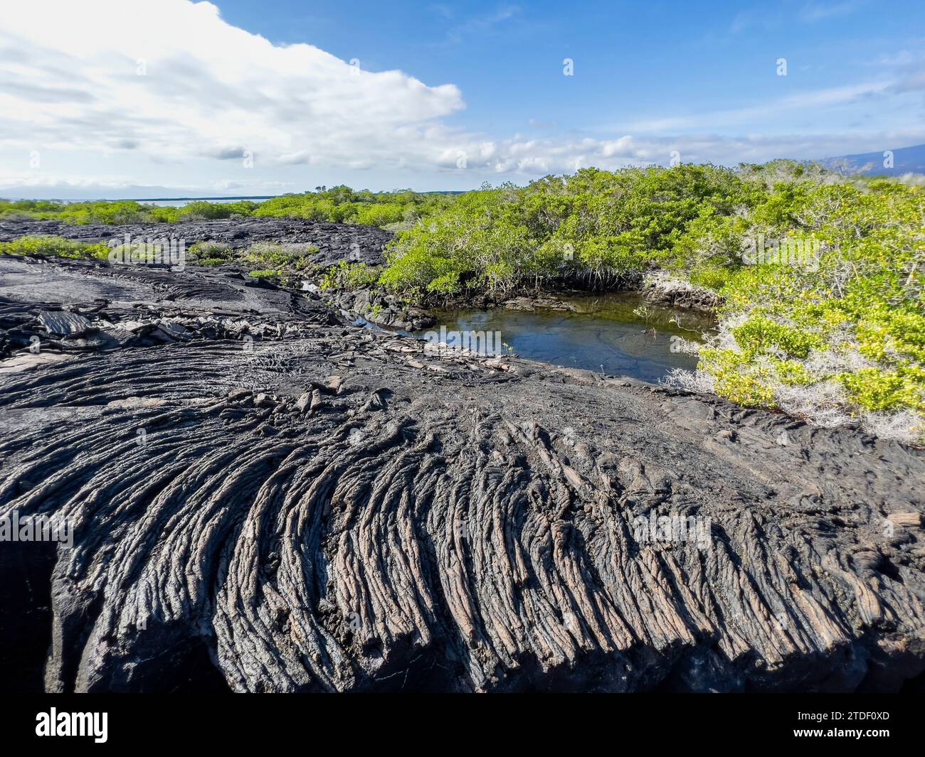 Pahoehoe Lava auf der jüngsten Insel der Galapagos, Fernandina Island, Galapagos Inseln, UNESCO-Weltkulturerbe, Ecuador, Südamerika Stockfoto