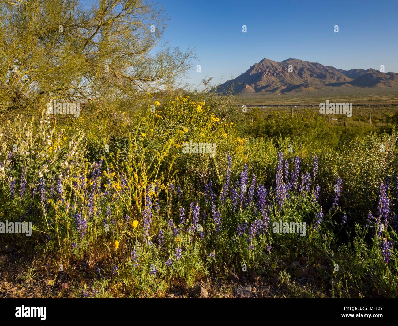 Wilde Blumen blühen nach einer besonders guten Regenzeit im Picacho Peak State Park, Arizona, USA, Nordamerika Stockfoto