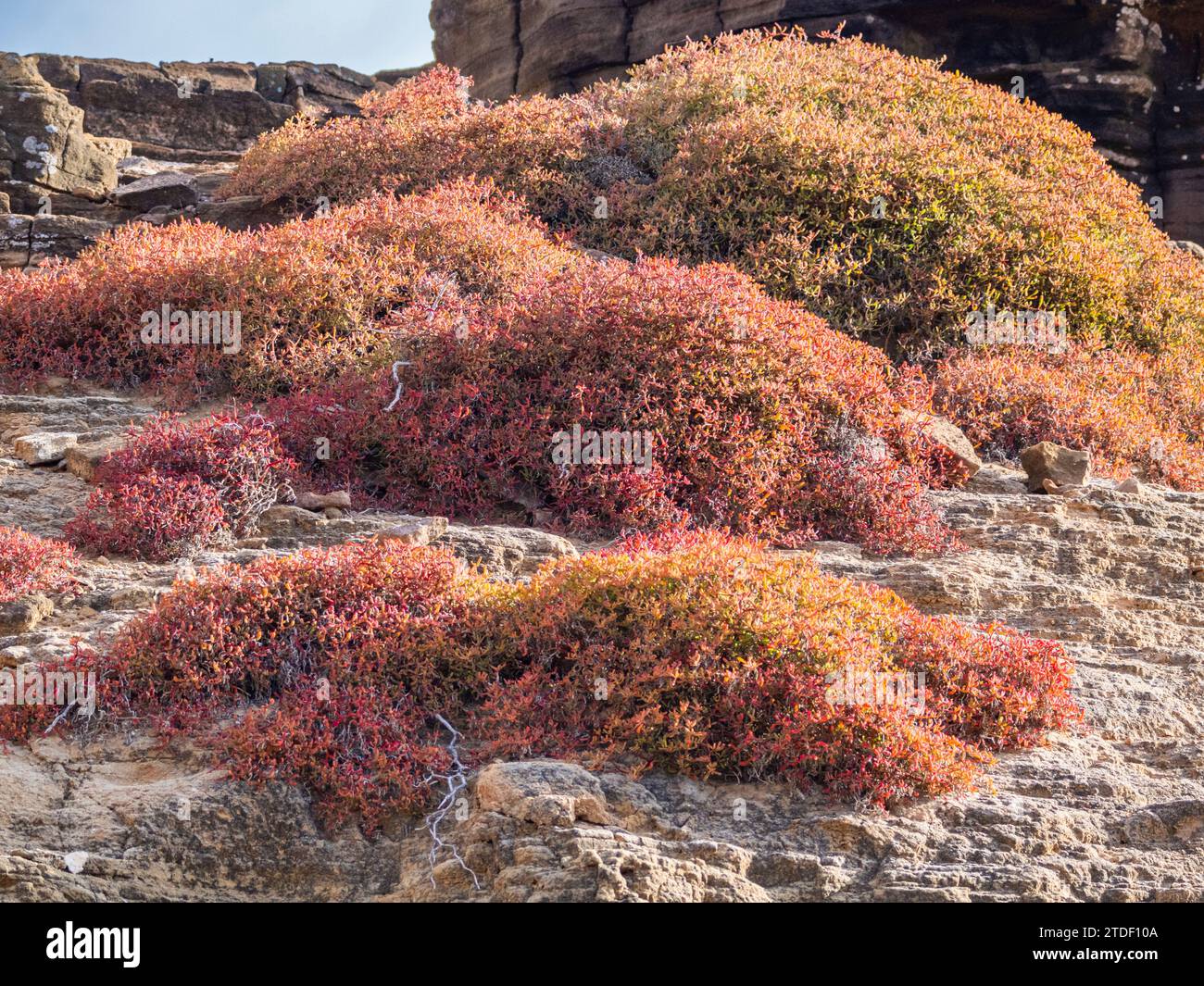 Galapagos-Teppich (Sesuvium edmonstonei), Punta Pitt, San Cristobal Island, Galapagos, UNESCO-Weltkulturerbe, Ecuador, Südamerika Stockfoto