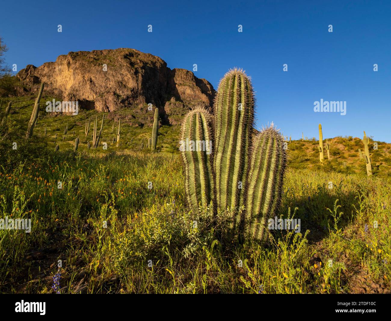 Saguaro-Kakteen (Carnegiea gigantea) sind auf dem Land rund um den Picacho Peak, den Picacho Peak State Park, Arizona, den Vereinigten Staaten von Amerika und Nordamerika Stockfoto