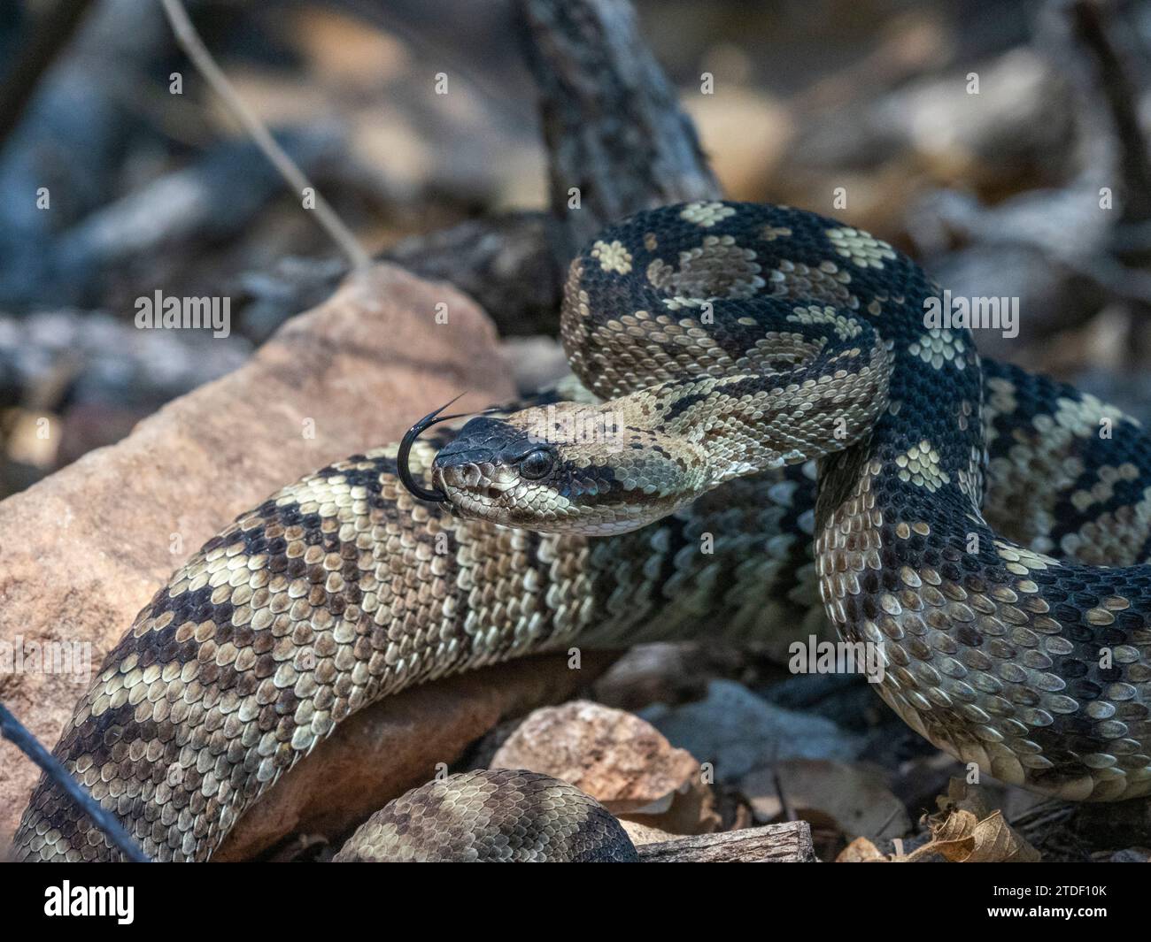 Eine Erwachsene östliche Schwarzschwanzklapperschlange (Crotalus ornatus), Big Bend National Park, Texas, USA, Nordamerika Stockfoto