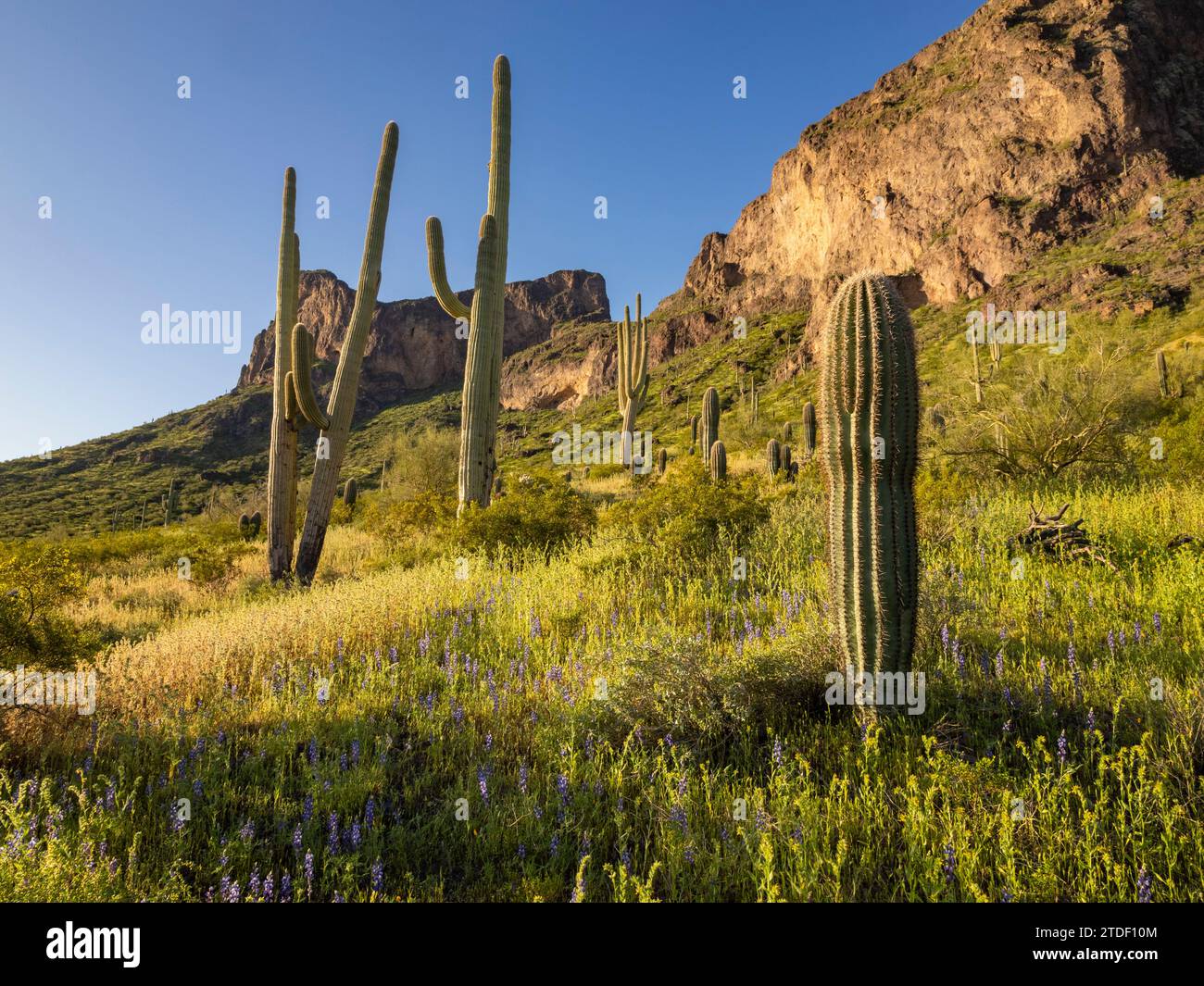 Saguaro-Kakteen (Carnegiea gigantea) sind auf dem Land rund um den Picacho Peak, den Picacho Peak State Park, Arizona, den Vereinigten Staaten von Amerika und Nordamerika Stockfoto