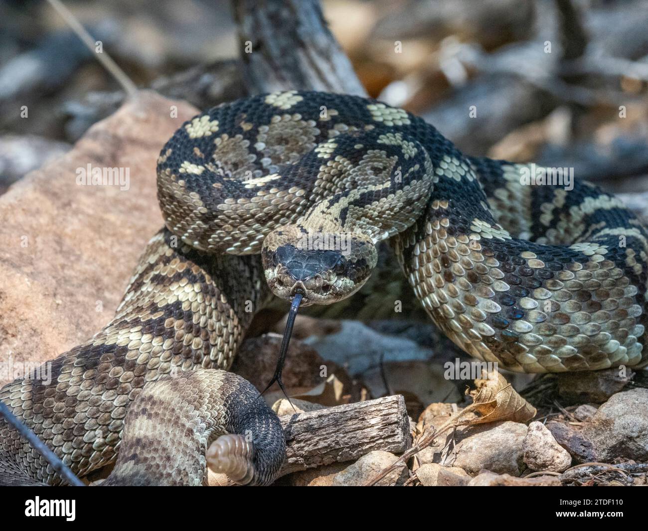 Eine Erwachsene östliche Schwarzschwanzklapperschlange (Crotalus ornatus), Big Bend National Park, Texas, USA, Nordamerika Stockfoto