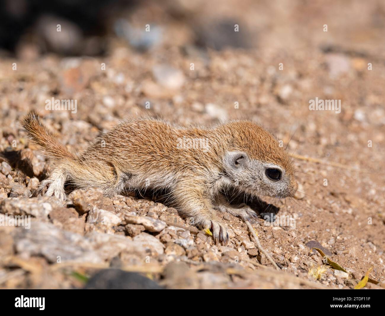 Rundschwanzhörnchen (Xerospermophilus tereticaudus), Brandi Fenton Park, Tucson, Arizona, Vereinigte Staaten von Amerika, Nordamerika Stockfoto