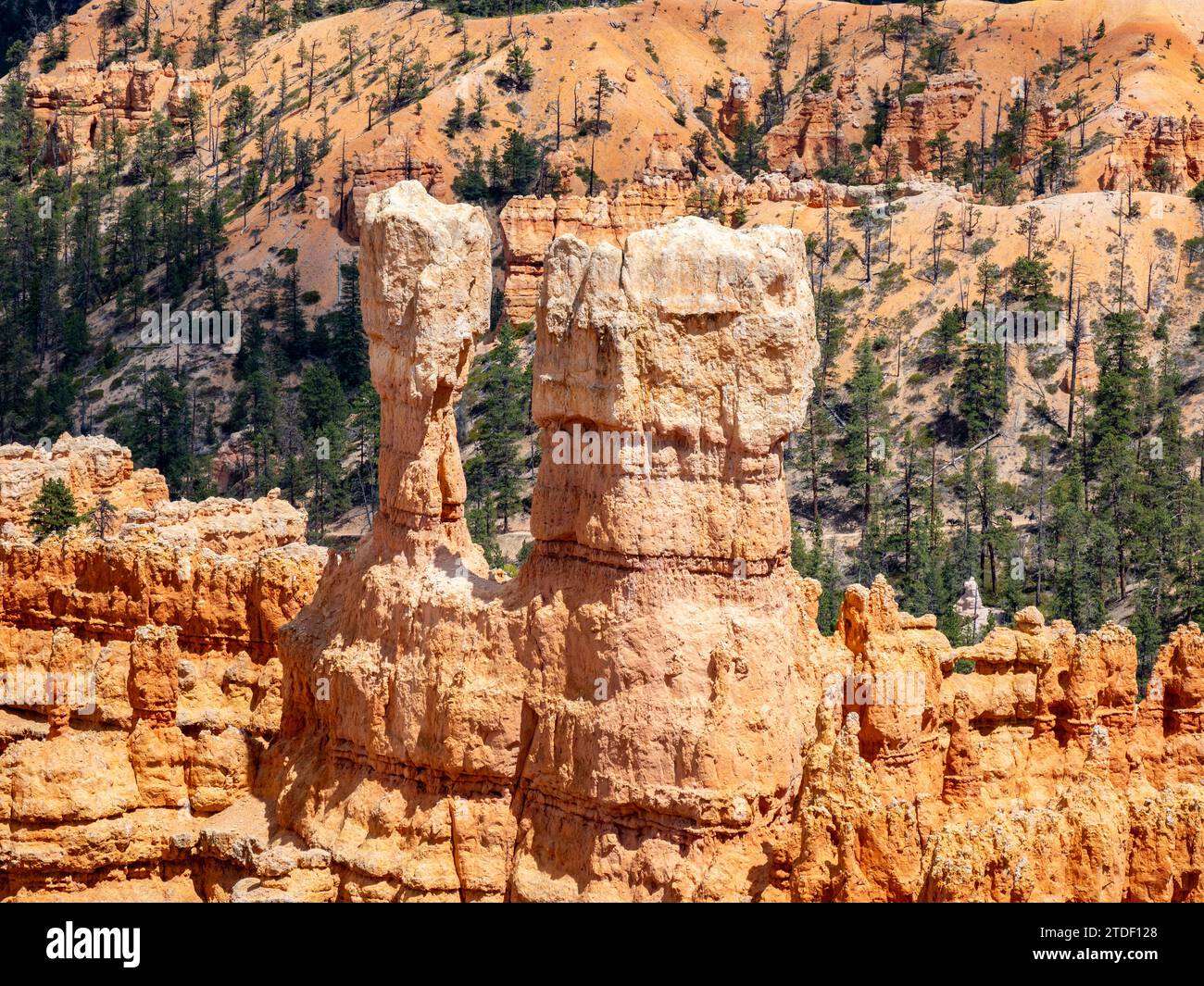 Rote Felsformationen, bekannt als Hoodoos im Bryce Canyon National Park, Utah, USA, Nordamerika Stockfoto