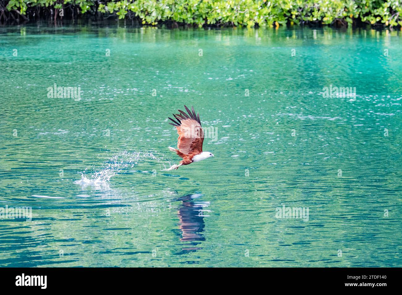 Ein ausgewachsener Brahminy-Drachen (Haliastur indus), der Fische auf Batu Hatrim, Raja Ampat, Indonesien, Südostasien, Asien fängt Stockfoto