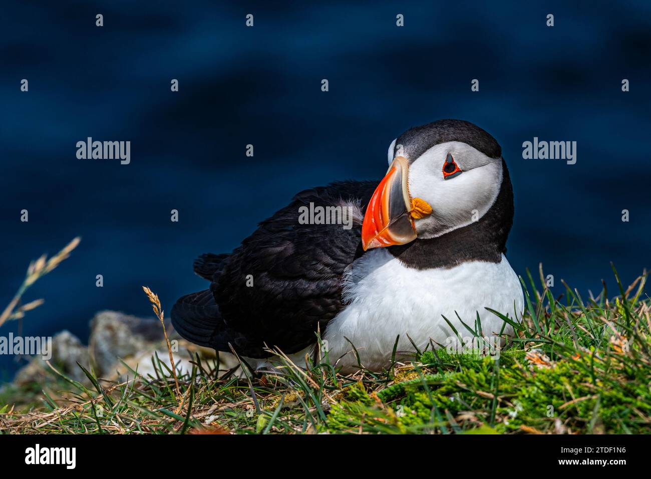 Nahaufnahme eines Puffin-, Puffin- und Vogelbeobachtungsortes in Elliston, Bonavista Peninsula, Neufundland, Kanada, Nordamerika Stockfoto