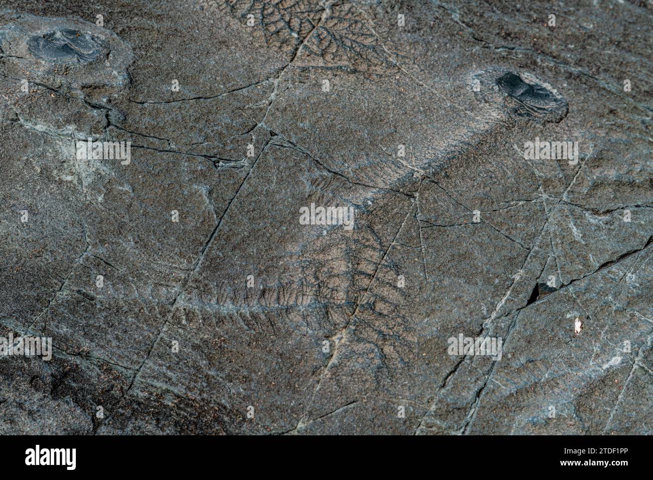 Fossilien aus dem Präkambrium, Verwechslung, UNESCO-Weltkulturerbe, Avalon Peninsula, Neufundland, Kanada, Nordamerika Stockfoto