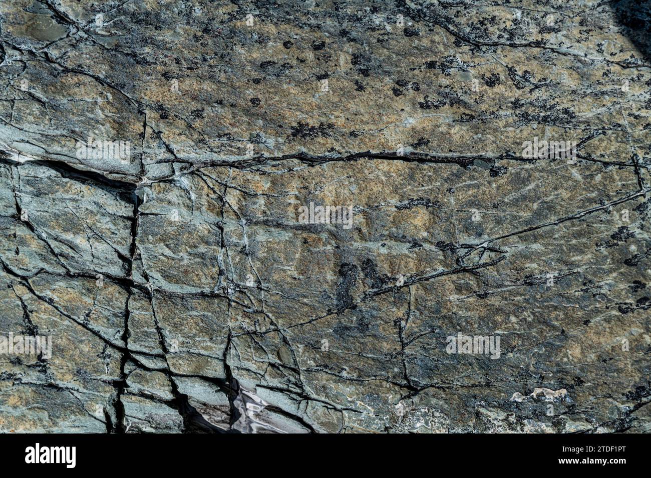 Fossilien aus dem Präkambrium, Verwechslung, UNESCO-Weltkulturerbe, Avalon Peninsula, Neufundland, Kanada, Nordamerika Stockfoto