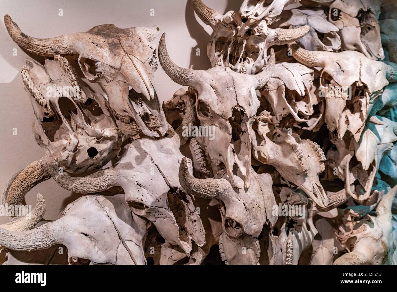 Buffalo Skulls and Bones im Museum of the UNESCO Site of Head Smashed in Buffalo Jump, Alberta, Kanada, Nordamerika Stockfoto