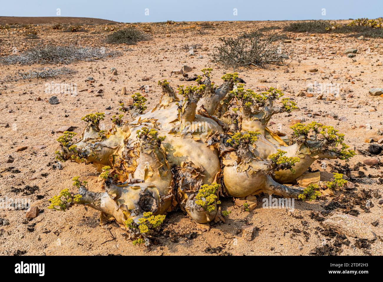 Welwitschia (Welwitschia mirabilis), Dombe Grande, Namibe, Angola, Afrika Stockfoto