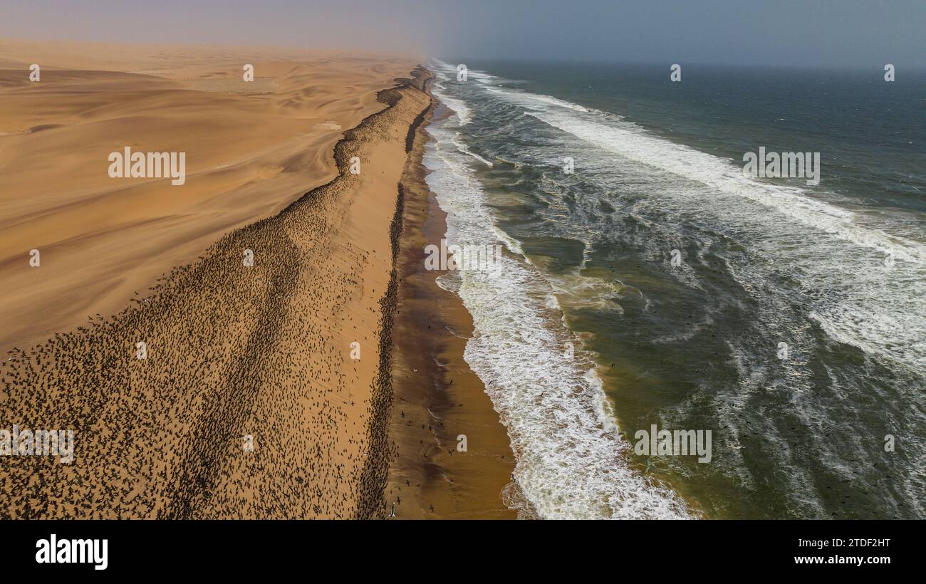 Luftlinie von massiven Kormoranen auf den Sanddünen entlang der Atlantikküste, Namibe (Namib) Wüste, Iona Nationalpark, Namibe, Angola, Afrika Stockfoto