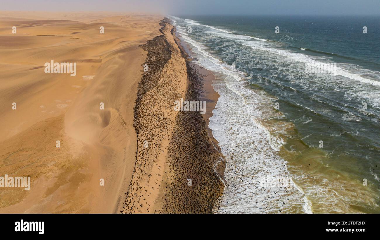 Luftlinie von massiven Kormoranen auf den Sanddünen entlang der Atlantikküste, Namibe (Namib) Wüste, Iona Nationalpark, Namibe, Angola, Afrika Stockfoto