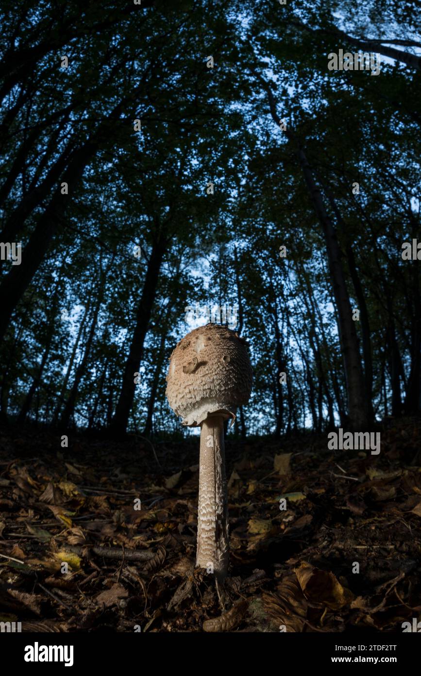 Slender Parasol (Macrolepiota mastoidea) Pilz, Frühstadium, in Buchenholz wächst, Vereinigtes Königreich, Europa Stockfoto