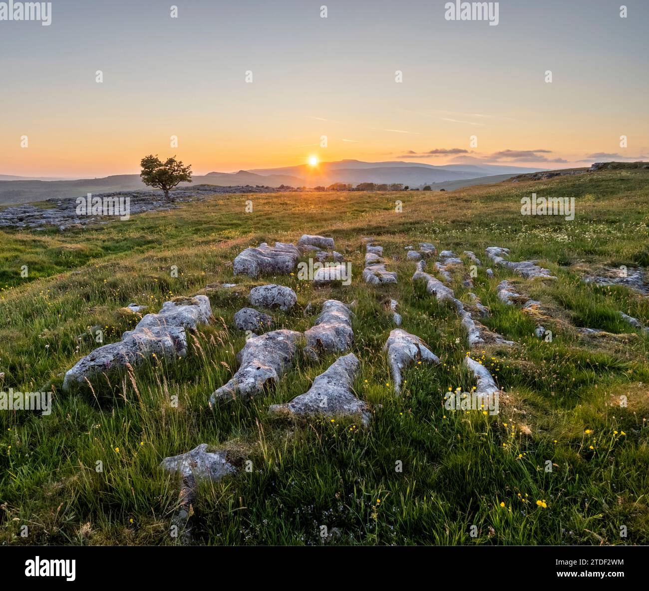 Kalksteinpflaster und einsamer Weißdornbaum in der Abendsonne, Winskill Stones Nature Reserve, Stainforth, Yorkshire Dales National Park, Yorkshire Stockfoto