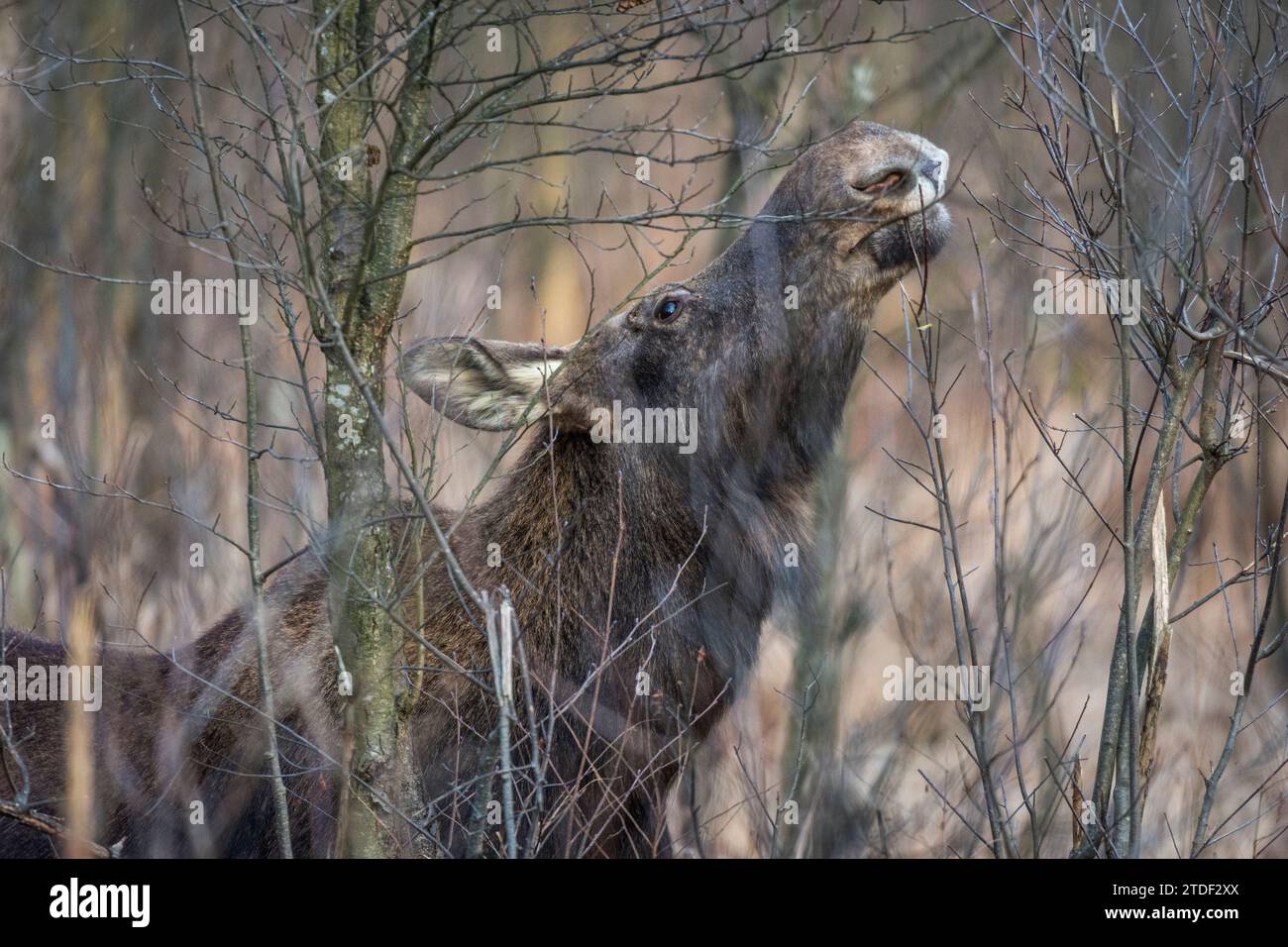 Eurasischer Elch (Alces alces), Fütterung im Sumpf, Biebrza Nationalpark, Polen, Europa Stockfoto