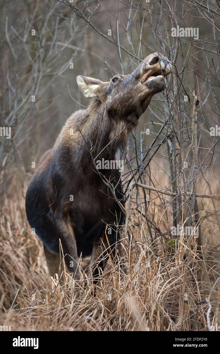 Eurasischer Elch (Alces alces), Fütterung im Sumpf, Biebrza Nationalpark, Polen, Europa Stockfoto