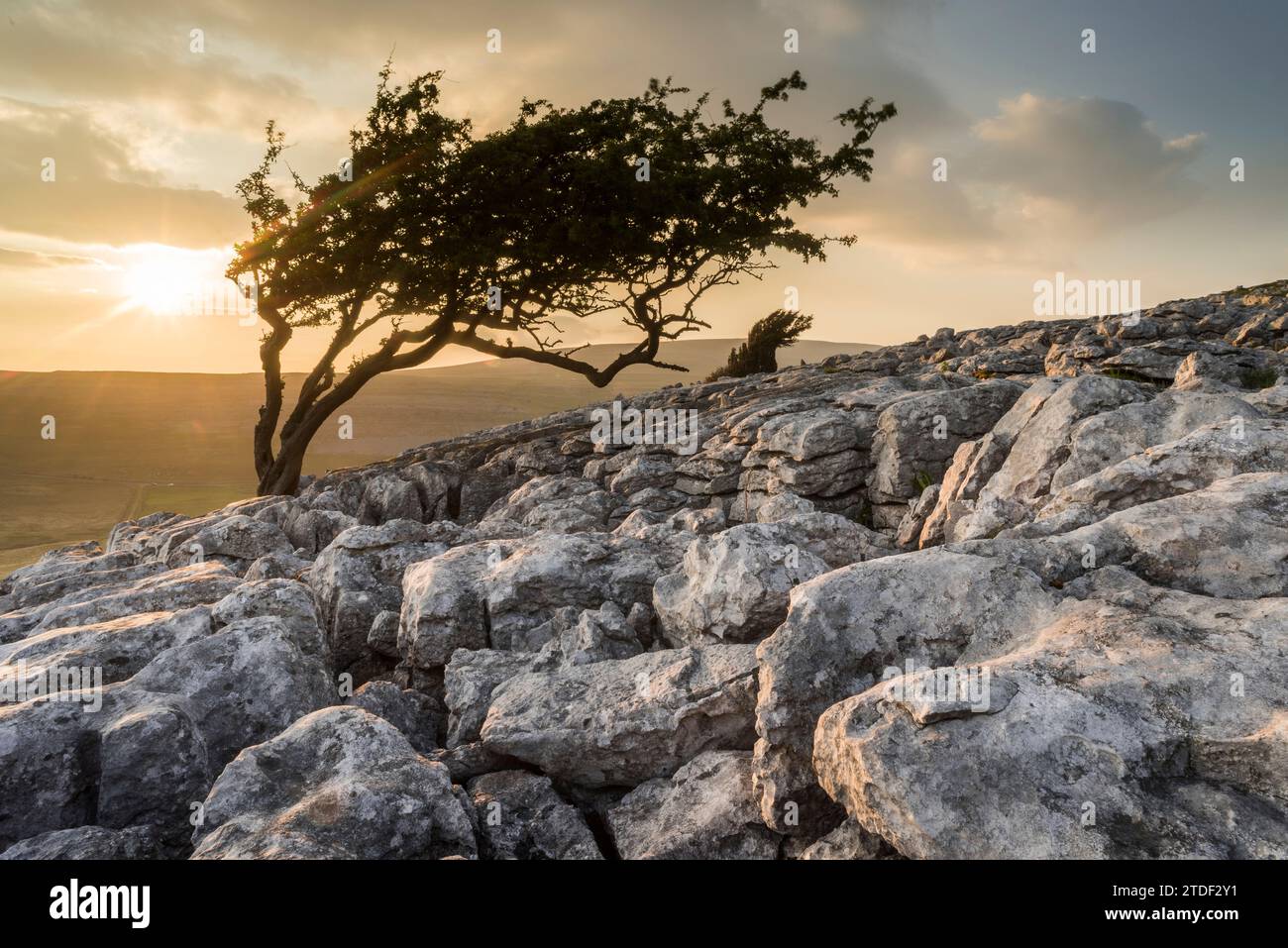 Kalksteinpflaster und windgekrümmter Weißdornbaum, Twisleton Scar, Abendsonne im Sommer, Yorkshire Dales National Park, Yorkshire, England Stockfoto