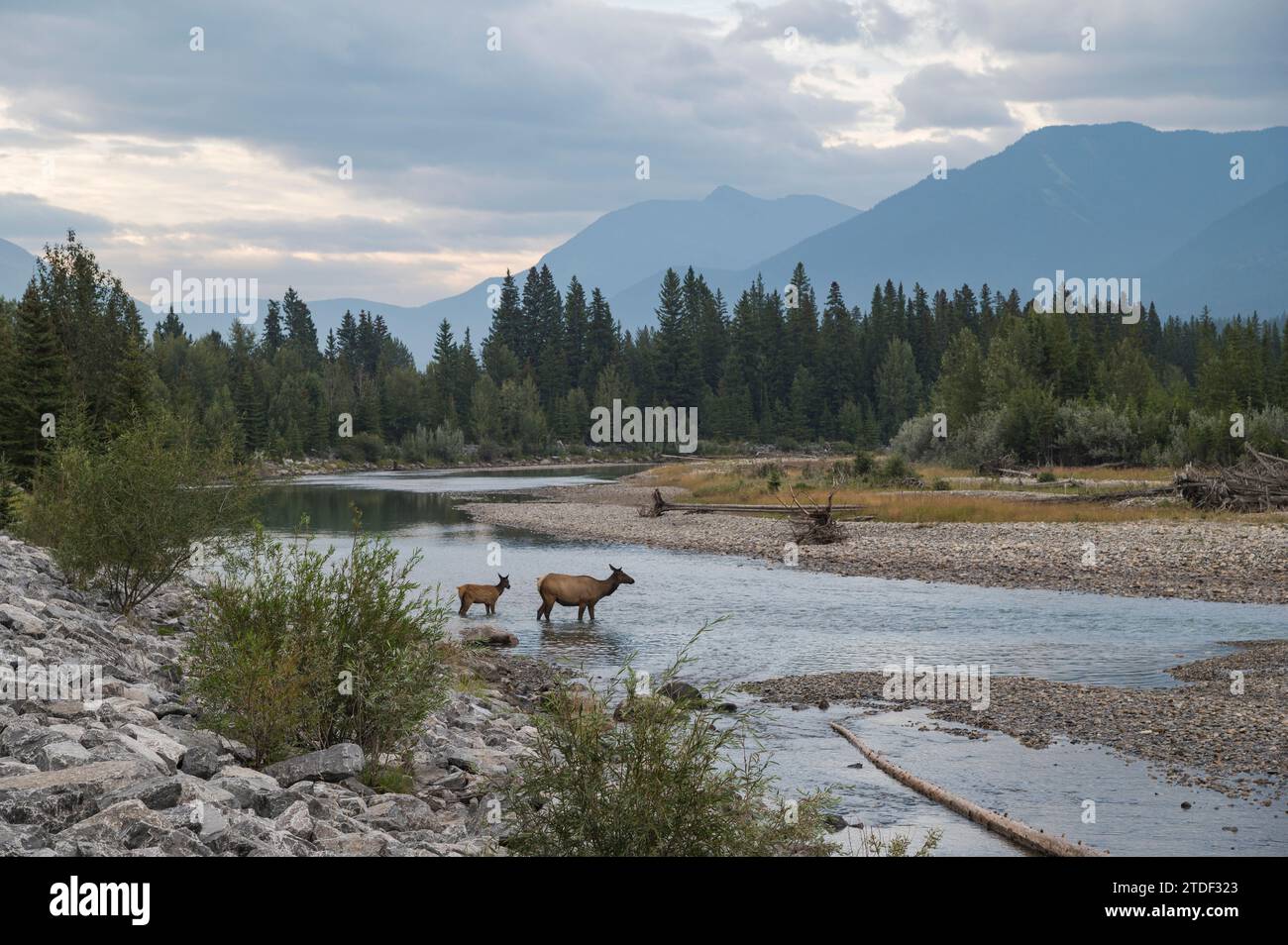 Elche überqueren den Bow River, Kanadische Rockies, Alberta, Kanada, Nordamerika Stockfoto