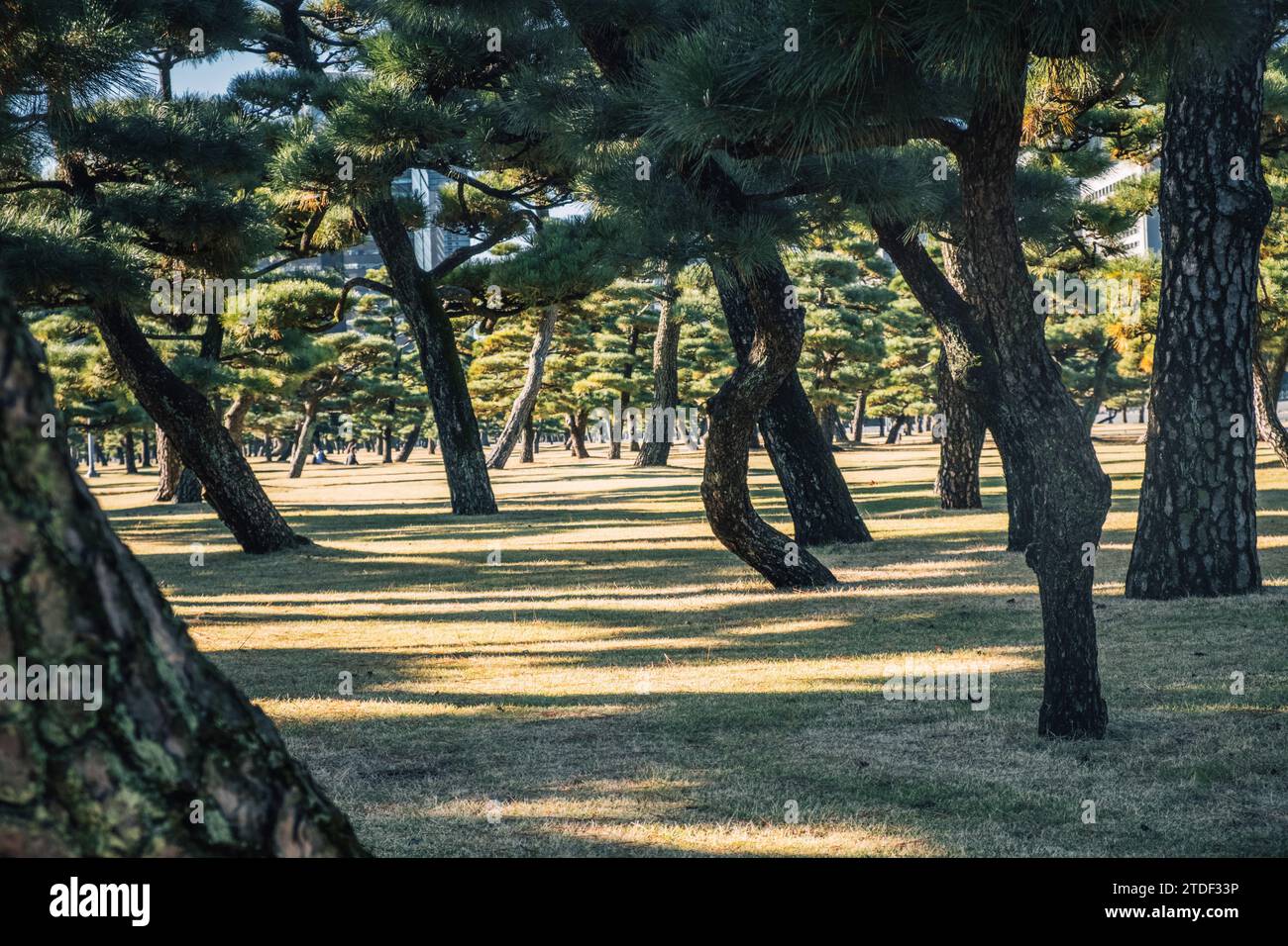 Licht und Schatten am frühen Morgen zwischen Bäumen in einem Stadtpark in Tokio, Honshu, Japan, Asien Stockfoto