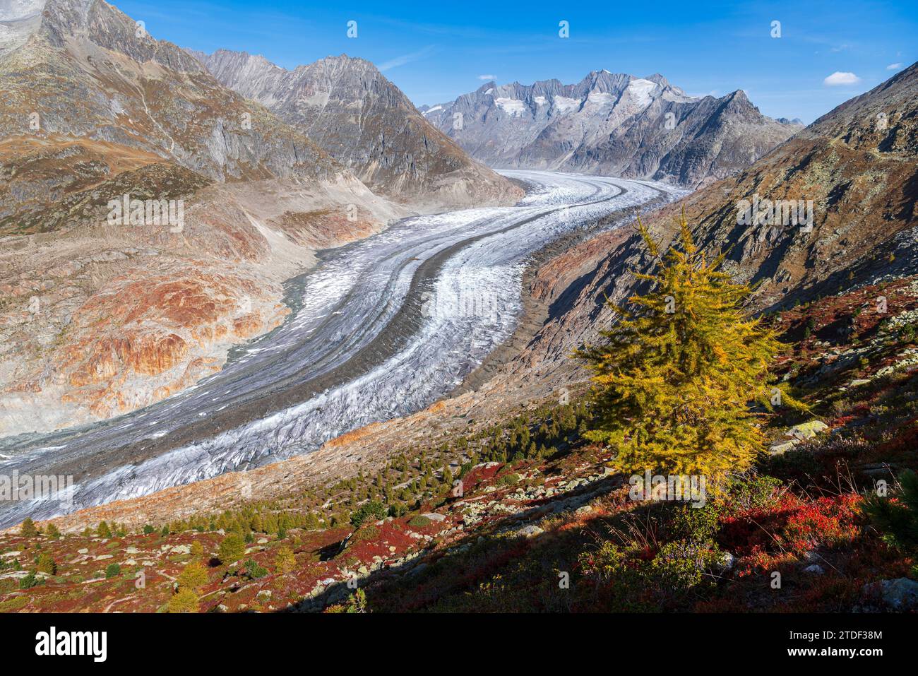 Einsame Lärche in Herbstfarben, Aletschgletscher, Riederalp, UNESCO-Weltkulturerbe, Kanton Wallis, Schweiz, Europa Stockfoto