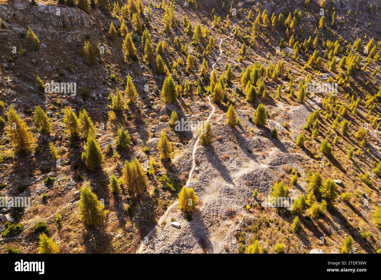 Blick von der Drohne auf einen Kiefernwald in herbstlicher Farbe, Kanton Wallis, Schweiz, Europa Stockfoto