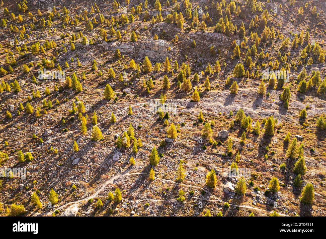 Luftaufnahme eines Lärchenholzes in Herbstfarbe, Schweiz, Europa Stockfoto