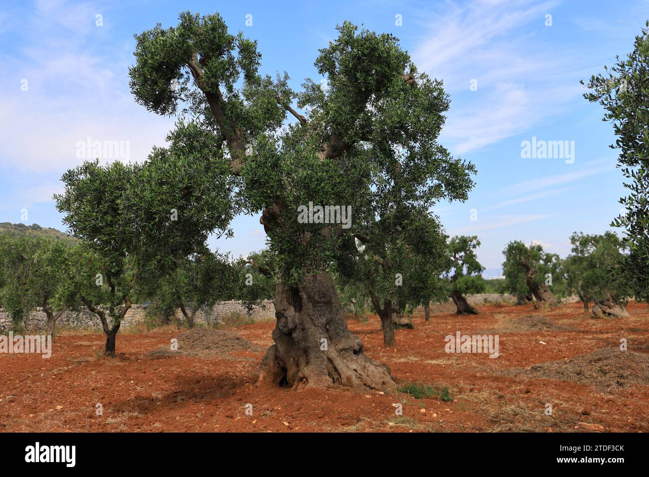 Alter Olivenbaum in der Region Apulien, Italien, Europa Stockfoto