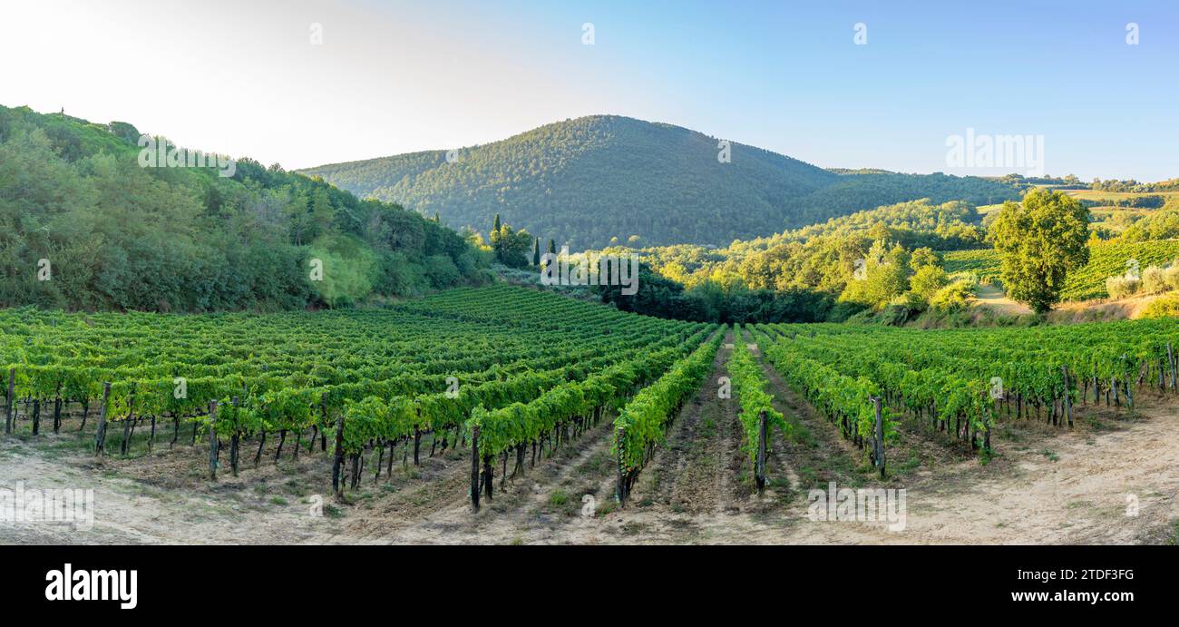 Blick auf Hügel und Weinberge, Montepulciano, Provinz Siena, Toskana, Italien, Europa Stockfoto