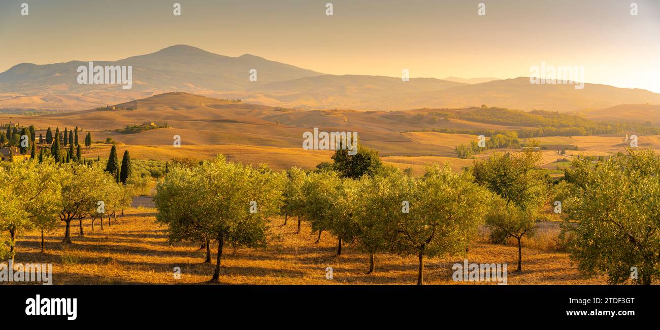 Blick auf die goldene toskanische Landschaft in der Nähe von Pienza, Pienza, Provinz Siena, Toskana, Italien, Europa Stockfoto