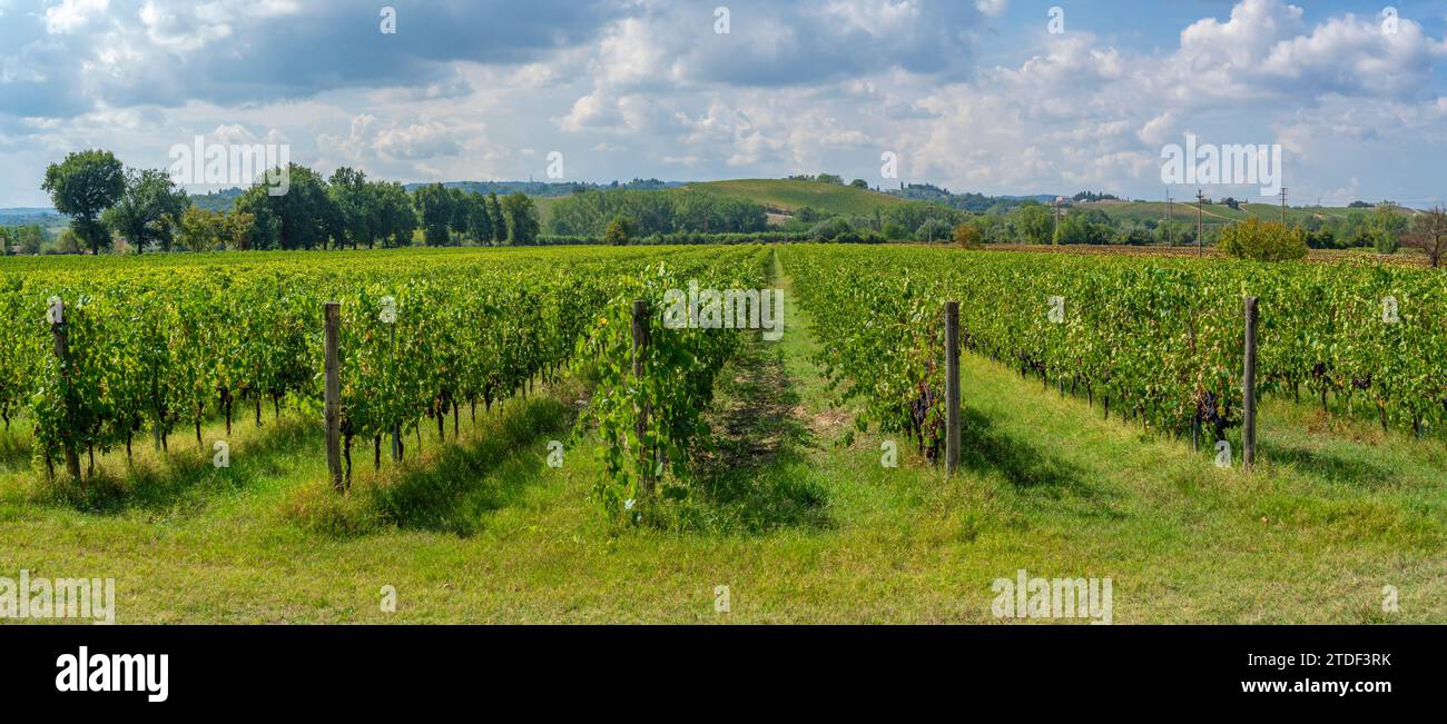 Blick auf Weinberge und toskanische Landschaft in der Nähe von Pontedera, Provinz Pisa, Toskana, Italien, Europa Stockfoto