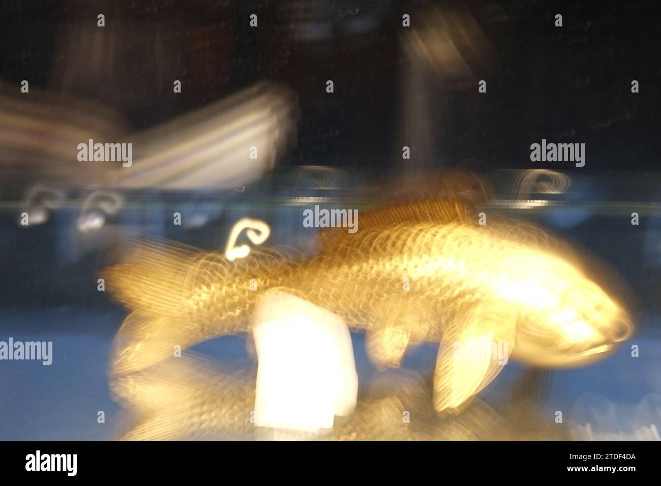 Verschwommenes goldenes Koi-Fischschmuck Stockfoto
