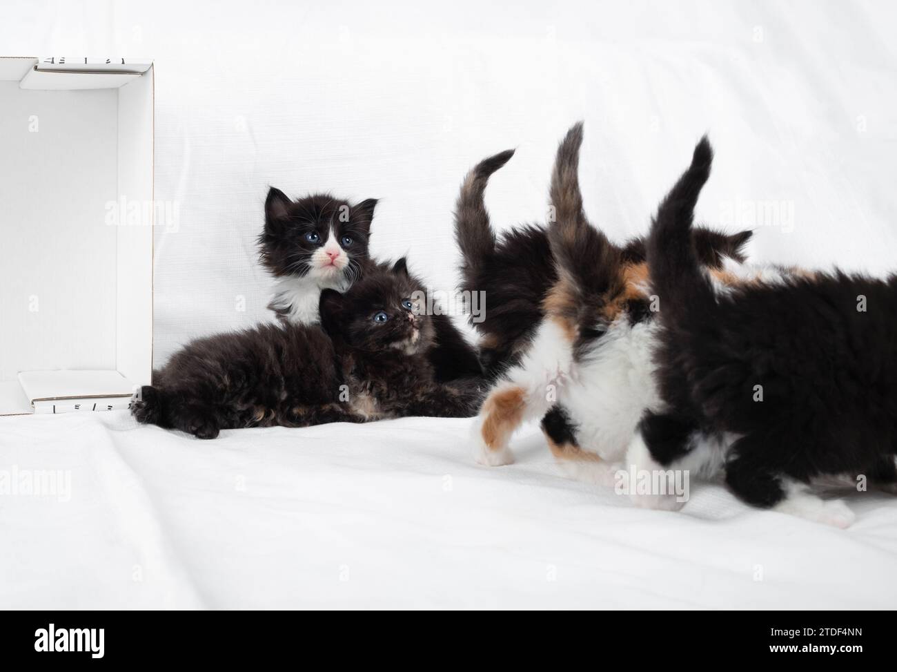 Kleine verspielte Kätzchen auf einem weißen Laken. Stockfoto