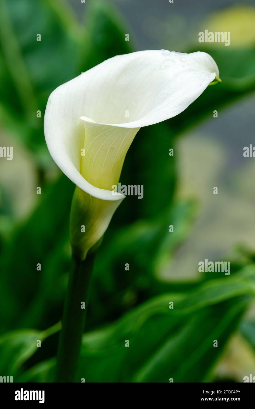 Zantedeschia aethiopica, Calla-Lilie, Arum-Lilie, weiße trompetenförmige Blüte (Spathes) Stockfoto