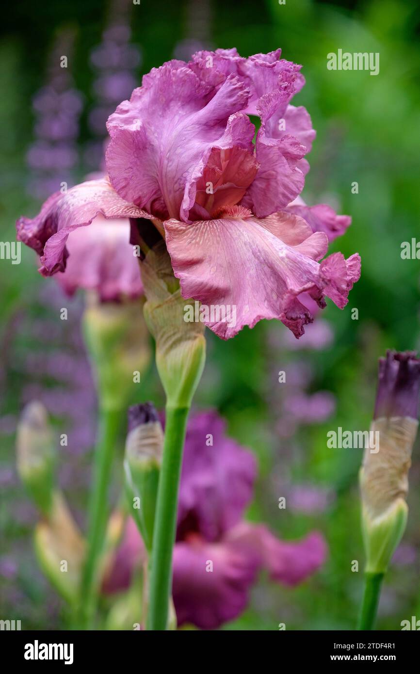 Große bärtige Iris, Elisa Renee, Orchideenrosa mit leuchtend mandarinenrotem Bart Stockfoto