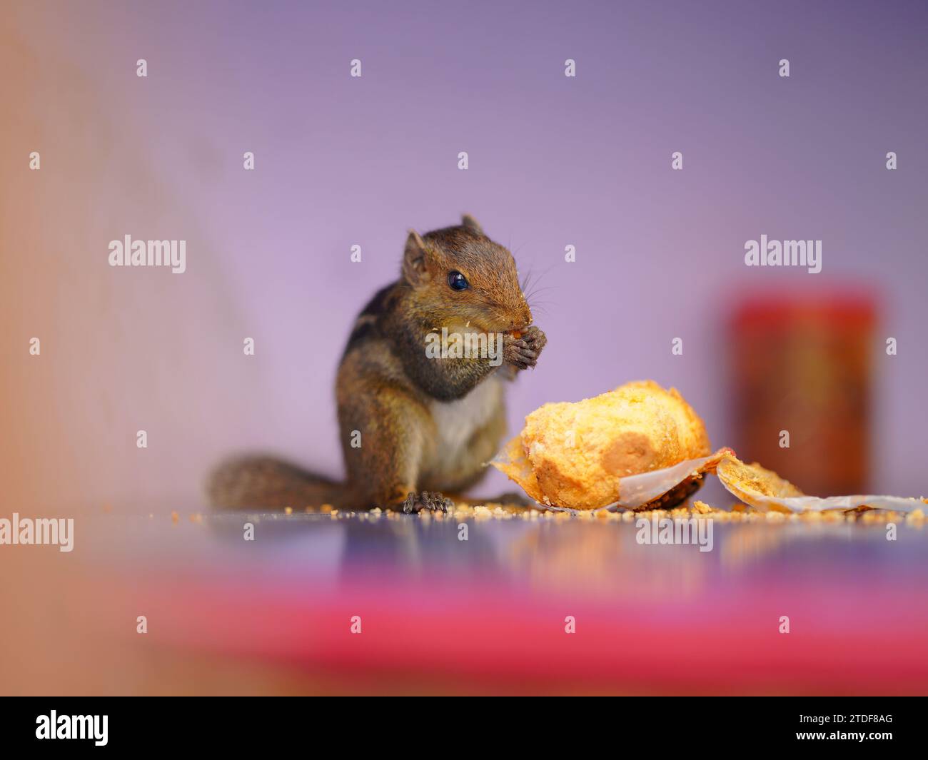 Eichhörnchen gehören zur Familie, zu der kleine oder mittelgroße Nagetiere gehören Stockfoto