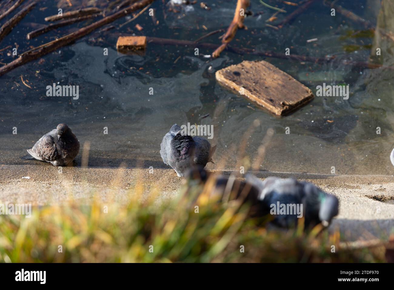 Tauben am Ufer des schmutzigen Sees im Frühling. Das Bild zeigt die Verschmutzung der Umwelt und die Auswirkungen, die dies auf die Tiere in ihren hat Stockfoto