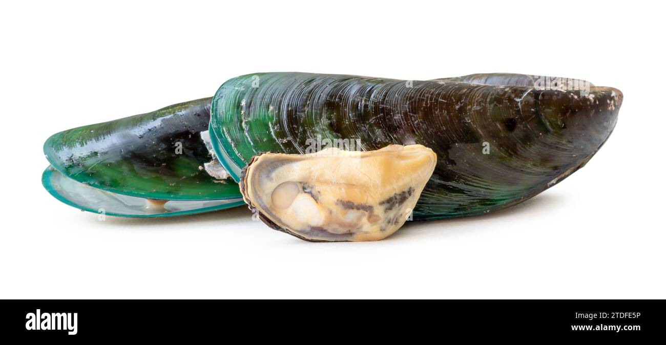 Gedämpfte oder gekochte Speisen von frischen, schönen grünen Muscheln im Stapel sind isoliert auf weißem Hintergrund mit Schneidepfad Stockfoto