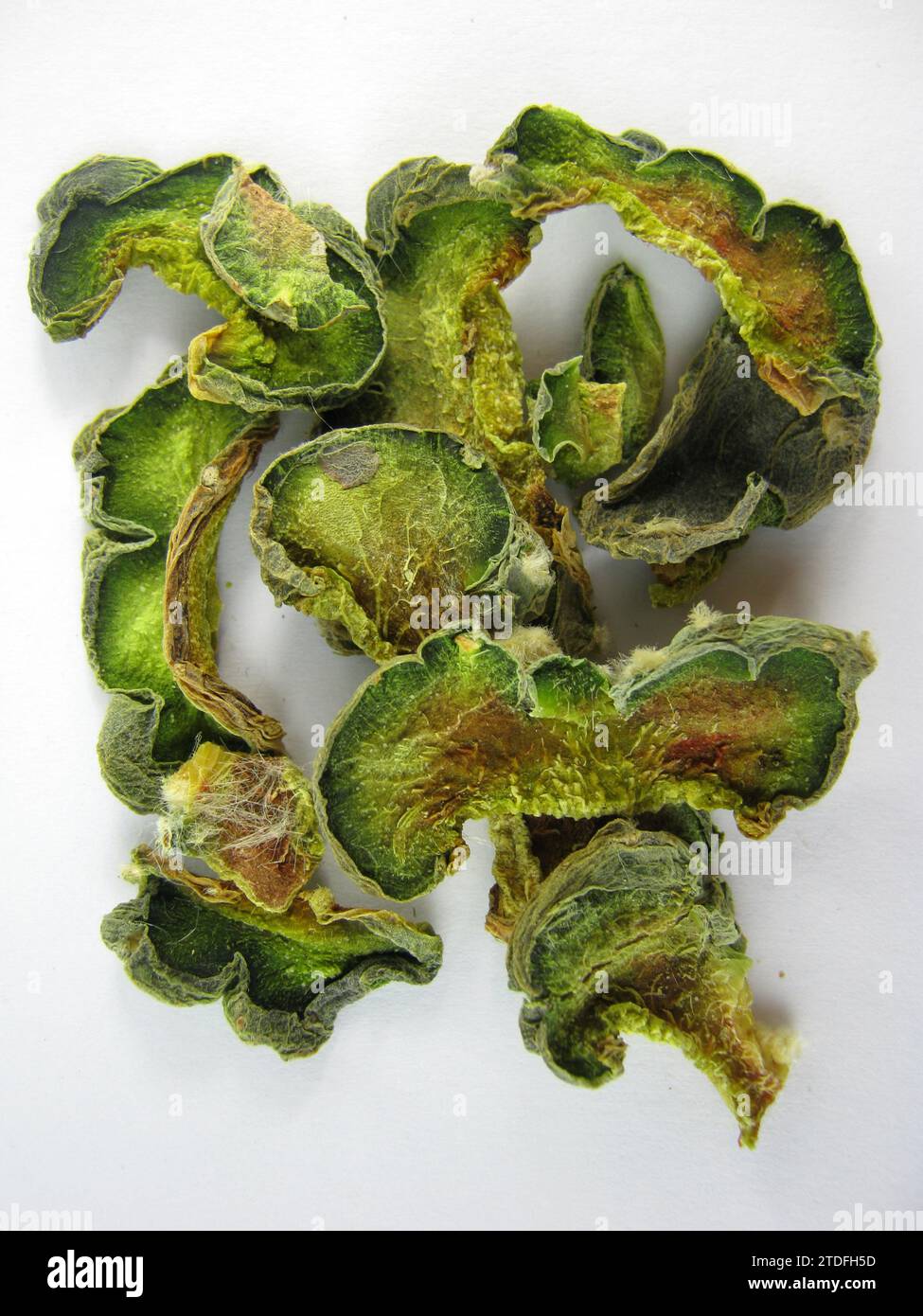 Lophophora williamsii „Getrocknete Peyote-Chips“ Stockfoto