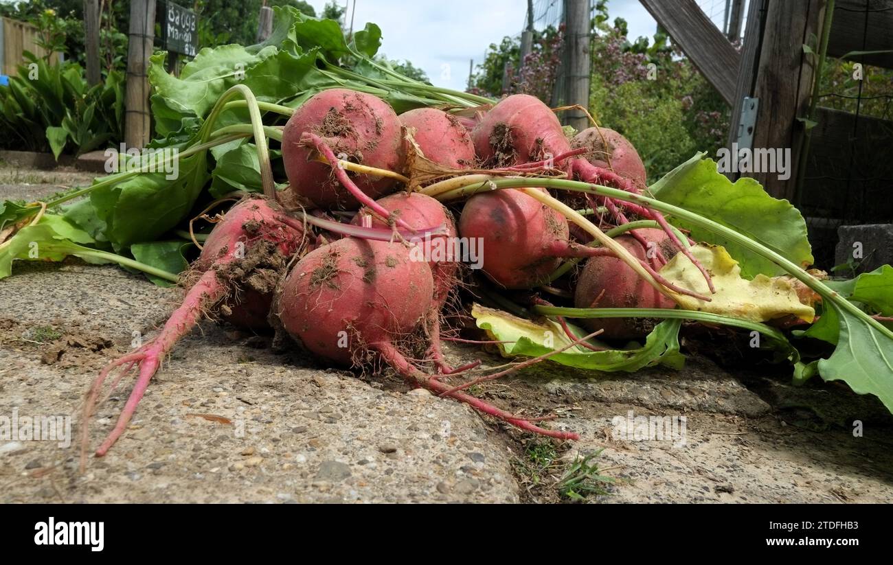 Ein Haufen frisch geernteter Roter Bete Stockfoto