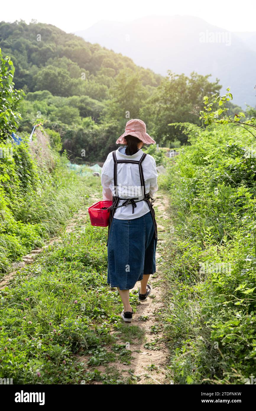 Rückblick auf junge Farmerinnen, die auf Himbeerfeld laufen Stockfoto